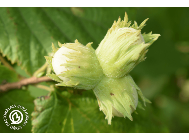 Corylus avellana   'Aurea'